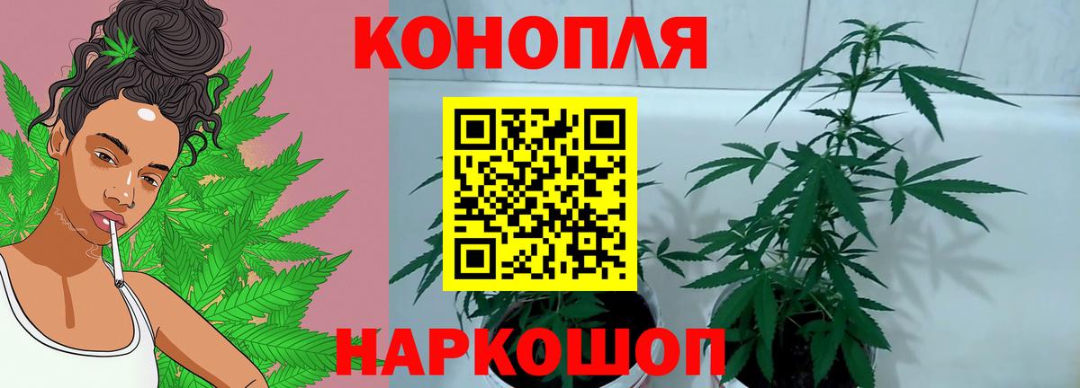 Бошки Шишки конопля  Астрахань  Каннабис VHQ  Бошки Шишки White Widow 